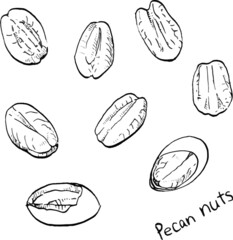 Vector illustration of eight pecan nuts drawn in black and white lines.