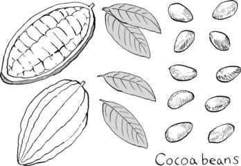 Vector illustration of cocoa beans and leaves in black and white lines.
