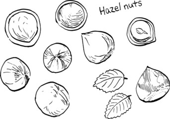  Vector illustration of eight hazelnuts drawn in black and white lines. - obrazy, fototapety, plakaty