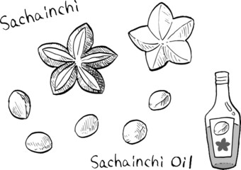Vector illustration of sacha inchi nuts and oil in black and white lines.