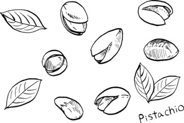 Vector illustration of pistachios and leaves in black and white lines.