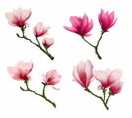 collection of red watercolor magnolia flowers