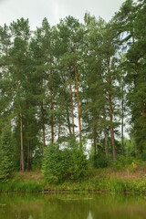 Obraz premium Green summer forest landscape at daytime with river