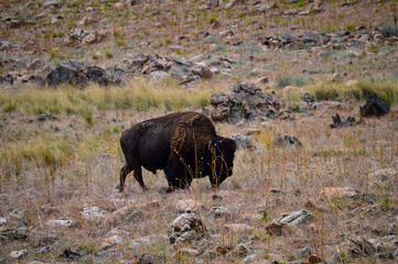 Bison at Antelope Island, Utah