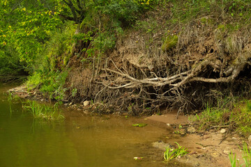 Roots of a powerful old tree on the river bank, summer forest landscape