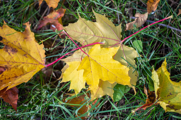 Bright yellow fallen maple leaves on the ground in autumn, selective focus
