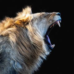Young Male Lion Roaring Isolated on Black