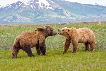 Alaska Peninsula Brown Bears Mating Ritual