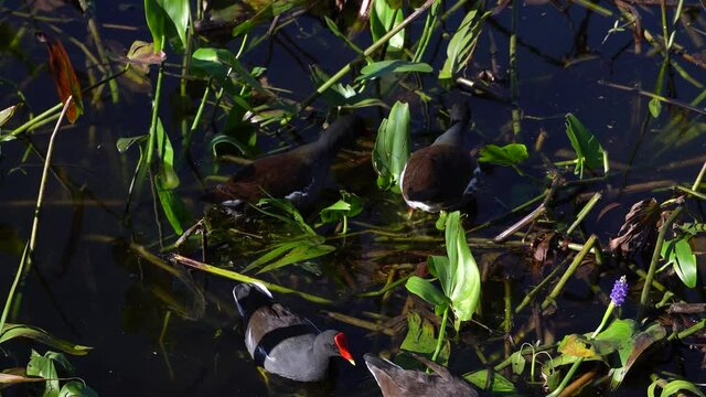 Common Gallinule gray-blue waterfowl with orange and yellow beaks swimming, feeding at edge of tropical pond, tracks a bird for a few feet. Late sunny afternoon at west coast of Florida.   