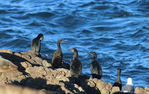 Group of Brandt’s Cormorants (Phalacrocorax penicillatus) on the Farallon Islands