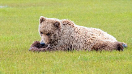 Obraz premium Alaska Peninsula Brown Bear or Coastal Brown Bear in the Rain