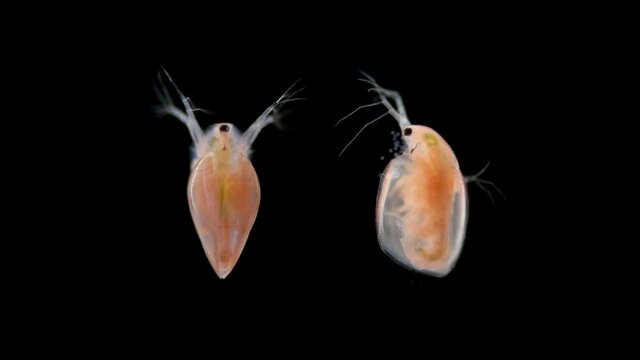 water flea Daphnia Simocephalus vetulus under a microscope, class Branchiopoda. Dwells in neutral water. Sample found in a pond, city of Samara