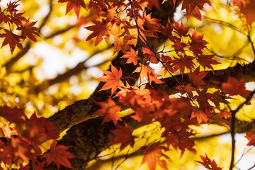 Autumn leaves at Mt. daisen , red and yellow leaves , manno town, Kagawa, Shikoku, Japan
