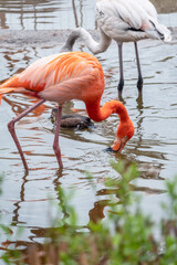 The American flamingo Phoenicopterus ruber standing in water on lake shore