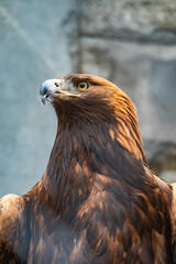Portrait of Bird of prey Golden Eagle, Aquila chrysaetos