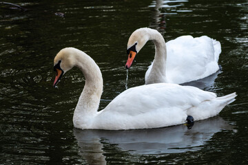 Two graceful white swans swim in the dark water.
