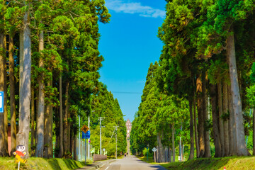 トラピスト修道院入り口の並木道