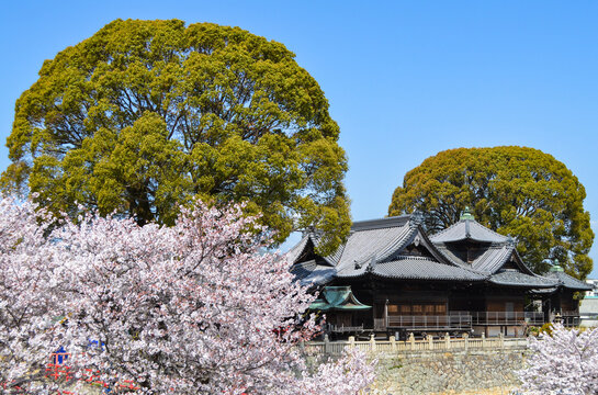 満開の桜が咲く公園から寺院を眺める