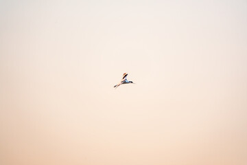 Water bird pied avocet, lat. Recurvirostra avosetta, flies over the lake. The pied avocet is a...