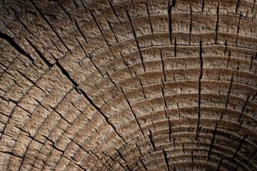 Natural pattern of annual rings of an old cut tree, textured background for design