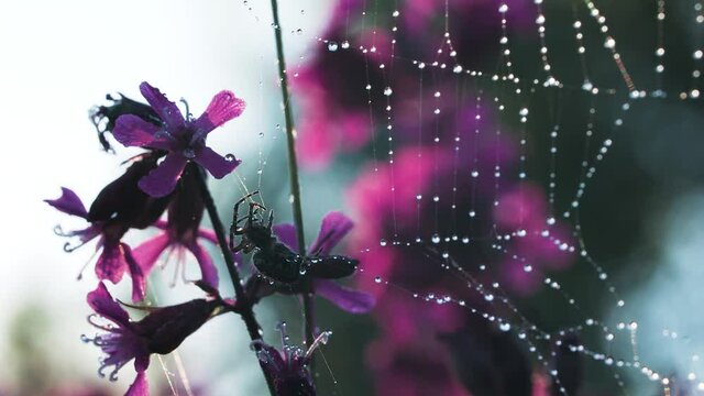 A spider next to a web on which it rains .Creative. A beatiful spider weaving in the rain on a wonderful orchid
