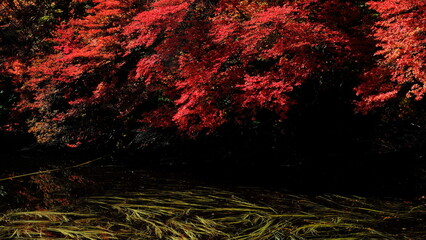 【 八ヶ岳 】秋 紅葉の白駒池