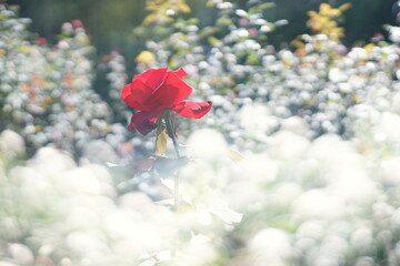 白い花に囲まれて咲く一輪の赤いばら