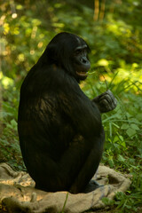 The bonobo, pygmy chimpanzee, dwarf or gracile chimpanzee  (Pan paniscus).