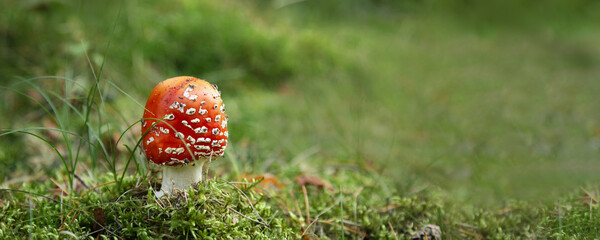 Forest mushroom Amanita muscaria, fly amanita. Bright, toxic and inedible mushroom fly agaric on blurred green grass background, banner. Close up poisonous plant in natural environment