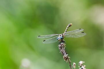 Dragonfly on a branch