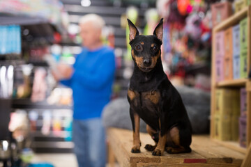 Obedient zwergpinscher puppy waiting for his owner in pet shop.