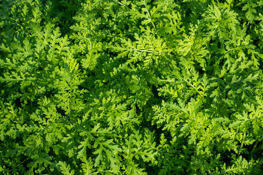 Green natural background of phacelia seedlings, used as green fertilizer, green manure for the garden
