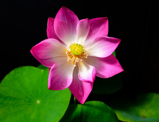 Beautiful Lotus flower (Nelumbo nucifera) closes up overhead view, blooms in the morning, grow towards the sun.