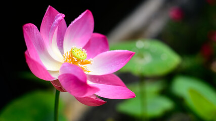 Fototapeta premium Beautiful Lotus flower (Nelumbo nucifera) in the pond closeup, blooms in the morning, growing towards the sun.