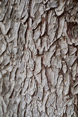 Tree log texture