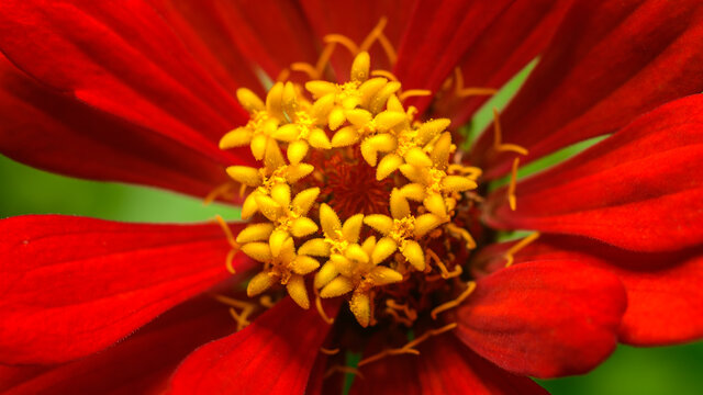 Zinnia flower macro shot, Disk florets close up, beautiful red Zinnia flower disk, Parts of the compound flower.