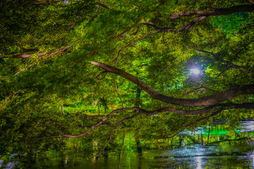 井の頭恩賜公園の夜