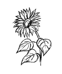 black outline of a large sunflower on a white background