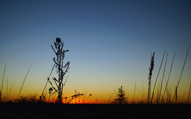 sunset with silhouette of grass and tree and blue sky