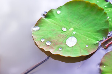 Green leaf of lotus with water drop in pond