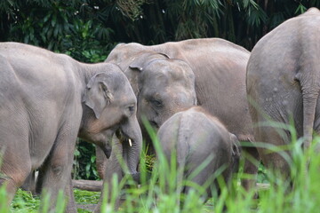 Fototapeta premium The Sumatran elephant, Elephas maximus sumatranus is recognized subspecies of the Asian elephant, and native to the Indonesian island of Sumatra and in general, Asian elephants are smaller than Afric