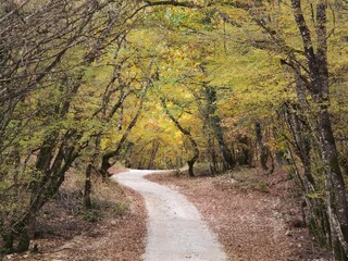 road path in the forest in autumn season,fallen leaves trees like tunnel  in zaravina lake greece, ioannina perfecture