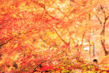 群馬県　河鹿橋　紅葉