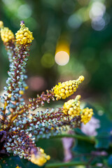 A close-up of a lush broad-leaved Mahonia lotus