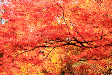 群馬県　河鹿橋　紅葉
