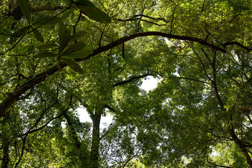 Fototapeta premium Towering trees with green leaves in the forest