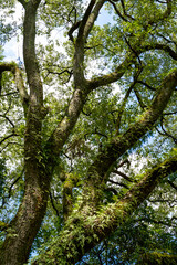 Fototapeta premium Towering trees with green leaves in the forest