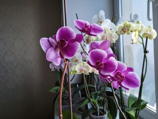 beautiful purple, white, yellow orchids in pots stand on the window sill