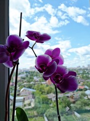 beautiful purple, white, yellow orchids in pots stand on the window sill. orchid flowers in the garden