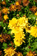 Close-up of a blooming yellow chrysanthemum in the garden